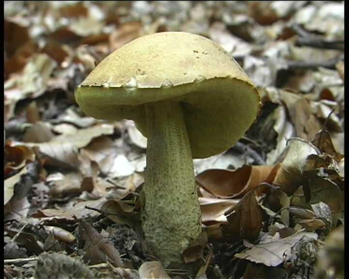 Leccinum crocipodium  (letellier)  Watling